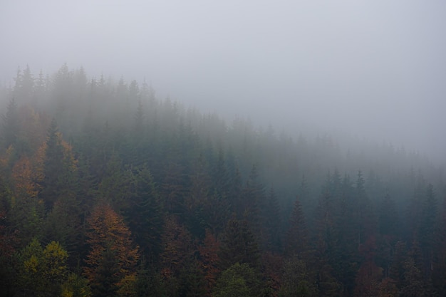 蓝鲸主要分布在哪些地方？